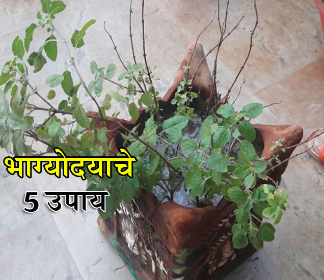 We Should Keep Basil Plant In Home छतावर ठेवा तुळशीचे रोप, घरावर