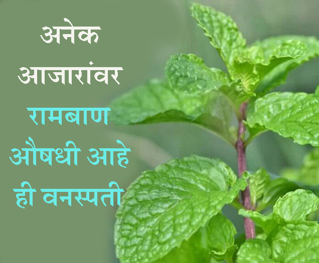 या वनस्‍पतीमध्‍ये आहेत अनेक औषधी गुणधर्म easily available This plants
