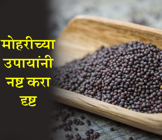 Measures Of Mustard लग्नाच्या वेळी वरवधूच्या रुमालात बांधा मोहरीचे