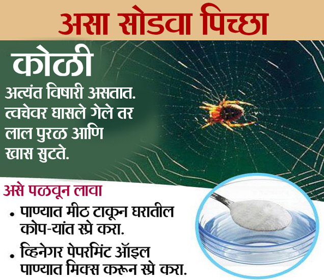 Pest Control वर खर्च करण्याआधी एकदा हे वाचून घ्यायलाच हवे, होऊ शकतो
