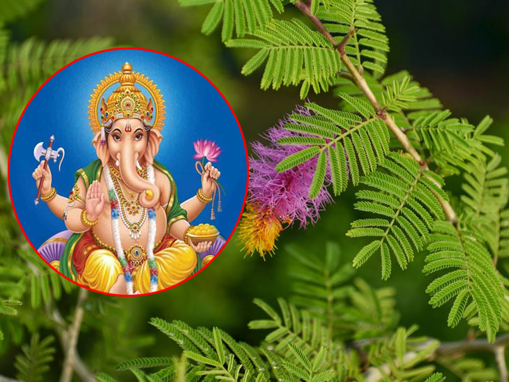 Shamsha Tree how to pray to lord ganesha shami tree leaves