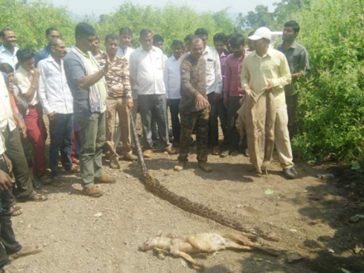 Python Kill Fox in Yawal Forest in Side | भल्या मोठ्या अजगराने ...