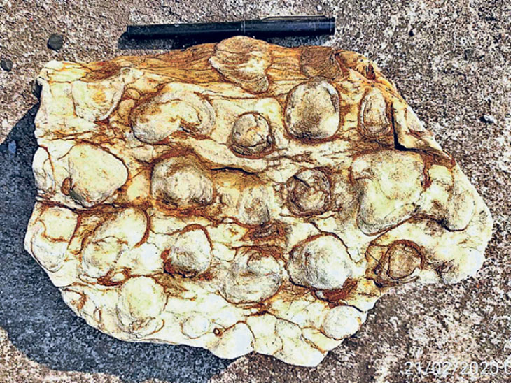 Fossils of stromatolites were found near Chandrapur चंद्रपूरजवळ