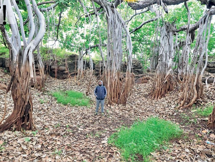 Forest Conservation Day: 2 banyan trees of 13,000 square feet that ...