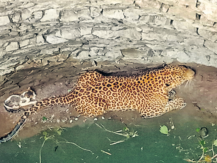 Cats playing on leopard's shoulders after falling into the well! | 'शिकार' आली 'अंगलट' : विहिरीत पडल्यानंतर बिबट्याच्या अंगाखांद्यावर खेळत बसले मांजर! - Vimarsana News
