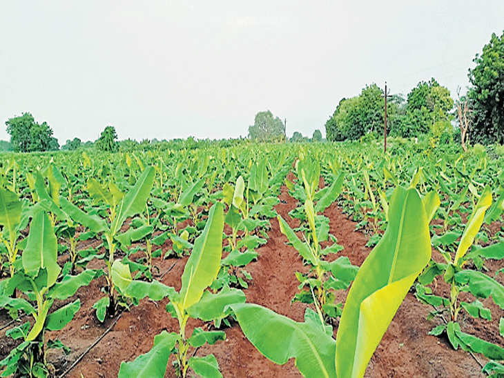 Banana cultivation halved, adverse effect on quality; Farmers do not take risks due to heavy