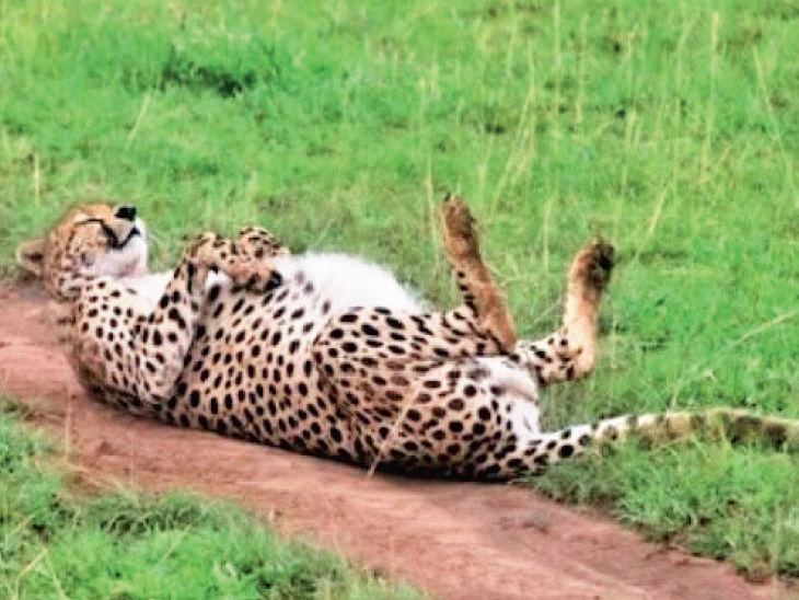 Namibian cheetahs reveled in the environment of the 'kunae' in a single