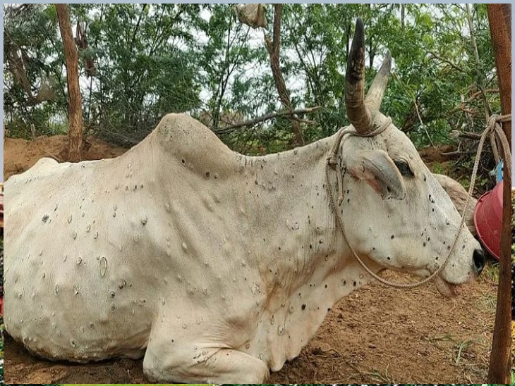 Lampi Skin update | lampi latets update maharashtra | Most affected in ...