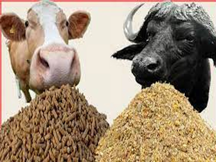 Animal feed is a new crisis for dairy farmers Agralekh of Divya