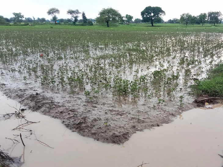 17 lakh hectares of crops damaged due to heavy rain in Marathwada; 2500 ...
