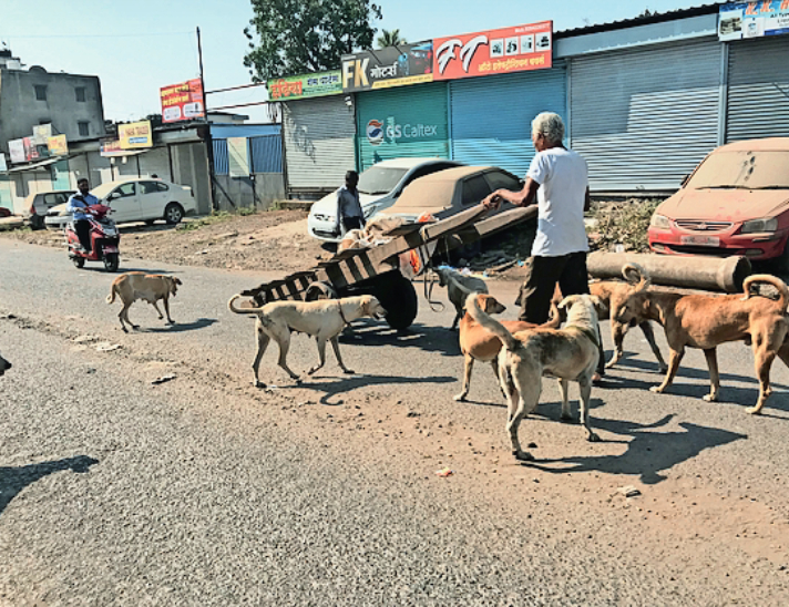 शहरात मोकाट कुत्र्यांचा उच्छाद कायम The rampant of stray dogs