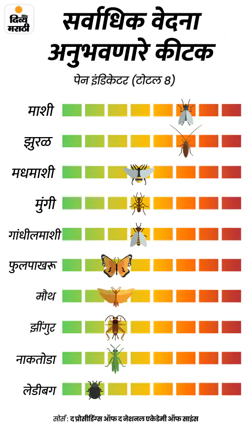 फुलपाखरू, नाकतोडा, झुरळ मारण्यापूर्वी विचार करा, आता या यांच्यासाठीही ...