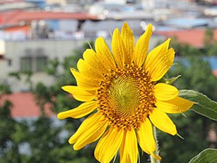 Sunflowers will keep them in power the belief of Myanmar's military
