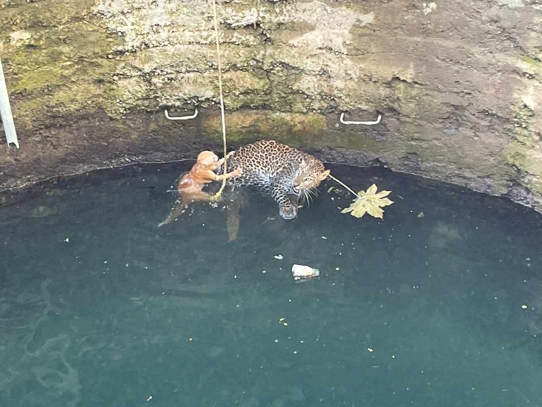 Cat Vs Leopard Hunt I Leopard Cat Saved In Water I Wild Animals Forest