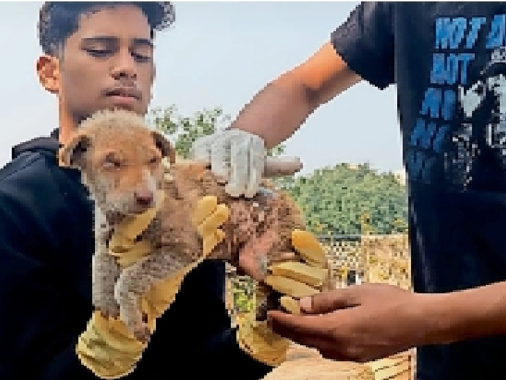 Scabies prevention campaign for stray dogs दिव्य मराठी विशेष भटक्या