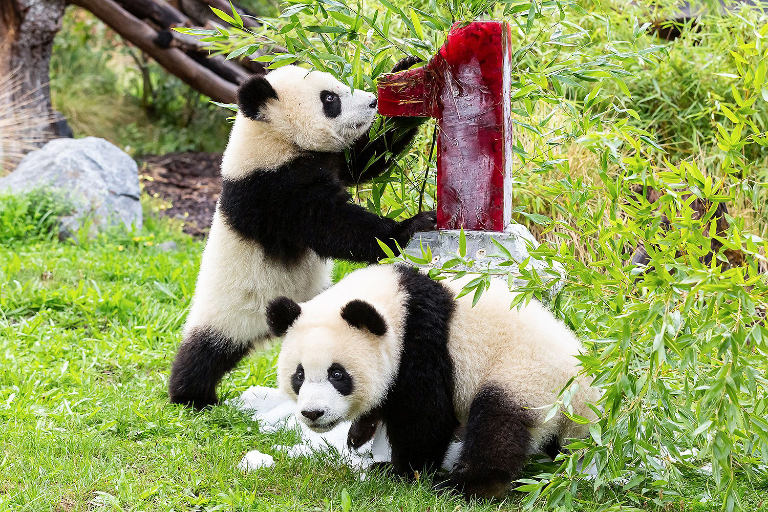 China Panda Diplomacy Explained; Panda Death On Loan From China | Thailand