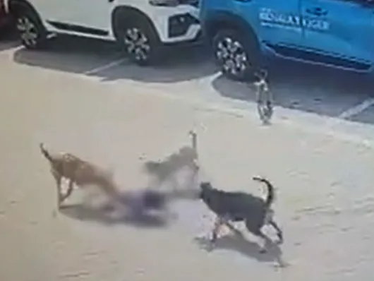 Small child attacked by stray dogs in Andhra Pradesh | आंध्र प्रदेशात ...