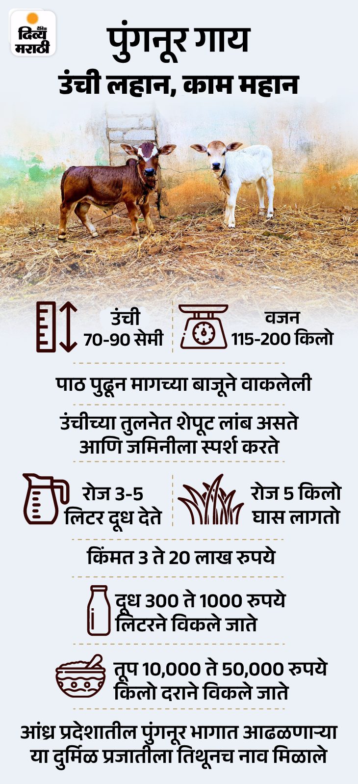 PM Narendra Modi Punganur Cow Facts Explained | Punganur Milk Benefits