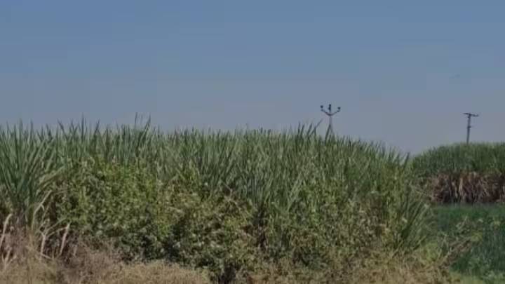 आरोपी याच ऊसाच्या शेतांमध्ये लपल्याचा संशय आहे.