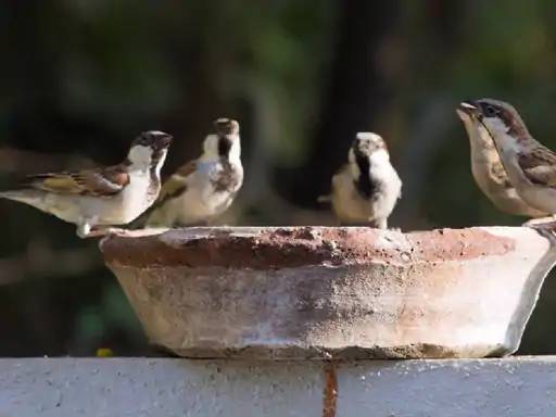 ओ री चिरैय्या, अंगणामे फिर आजा रे: संभाजीनगरमध्ये वाढलाय दुर्मिळ यल्लो थ्रोटेड 'पीतकंठी' चिमण्यांचा वावर, जागतिक चिमणी दिनी वाचा चिमणाताईची गोष्ट...! - Chhatrapati Sambhajinagar News