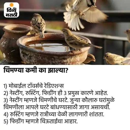ओ री चिरैय्या, अंगणामे फिर आजा रे: संभाजीनगरमध्ये वाढलाय दुर्मिळ यल्लो थ्रोटेड 'पीतकंठी' चिमण्यांचा वावर, जागतिक चिमणी दिनी वाचा चिमणाताईची गोष्ट...! - Chhatrapati Sambhajinagar News