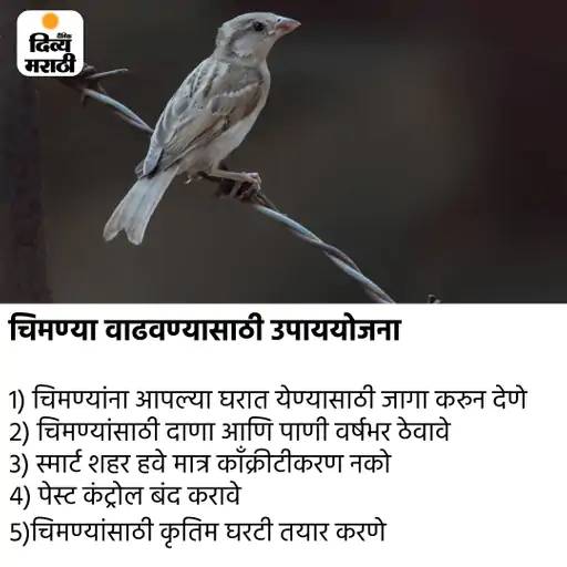 ओ री चिरैय्या, अंगणामे फिर आजा रे: संभाजीनगरमध्ये वाढलाय दुर्मिळ यल्लो थ्रोटेड 'पीतकंठी' चिमण्यांचा वावर, जागतिक चिमणी दिनी वाचा चिमणाताईची गोष्ट...! - Chhatrapati Sambhajinagar News