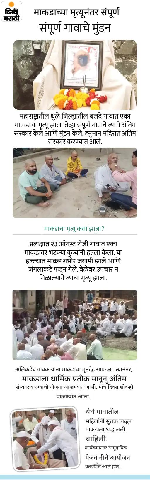 PM मोदींचा चॉकलेटचा पुतळा: माकडाच्या मृत्यूनंतर गावकऱ्यांनी केले मुंडण; ग्राफिक्समध्ये पाहा 5 मनोरंजक बातम्या PM मोदींचा चॉकलेटचा पुतळा: माकडाच्या मृत्यूनंतर गावकऱ्यांनी केले मुंडण; ग्राफिक्समध्ये पाहा 5 मनोरंजक बातम्या