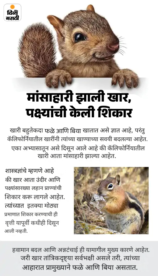 खबर हटके- मांस खातेय खारुताई, उंदिर-पक्ष्यांची केली शिकार: अंटार्क्टिकाहून बर्फाचा डोंगर आणणार UAE; पाहा 5 रंजक बातम्या
