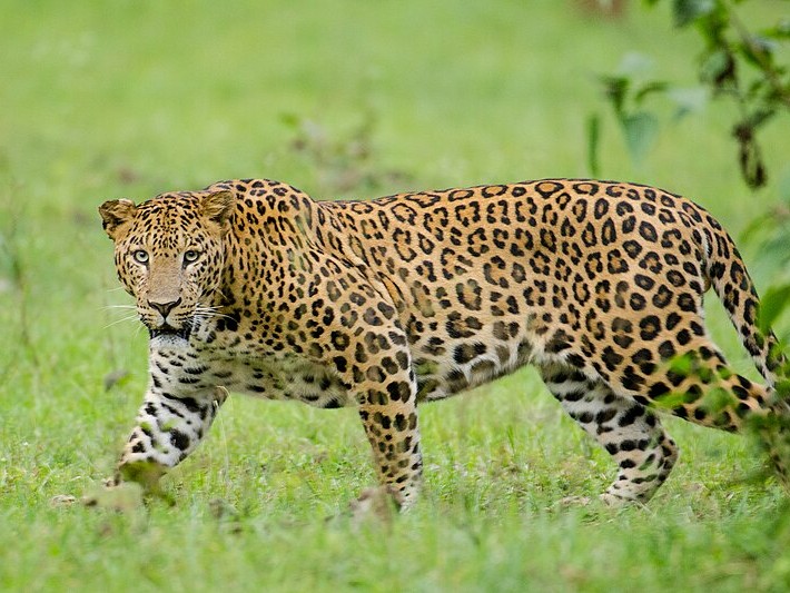 Pench Tiger & Leopard Alert System Launched; AI Warns Villages