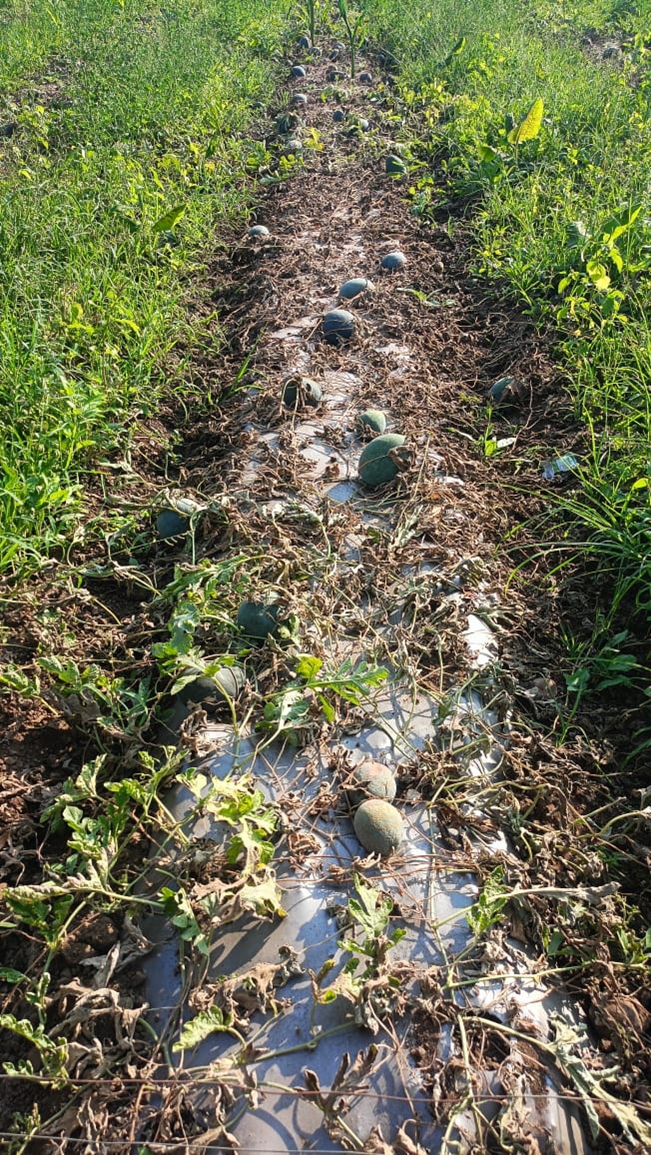 टरबुजांवर रोगाचा प्रादुर्भाव; वेली सुकल्या: फळे पिवळी, लागवडीसाठी हेक्टरी एक लाखांचा खर्च, शेतकऱ्यांना रस्त्यालगत फेकावी लागताहेत फळे‎ - Akola News