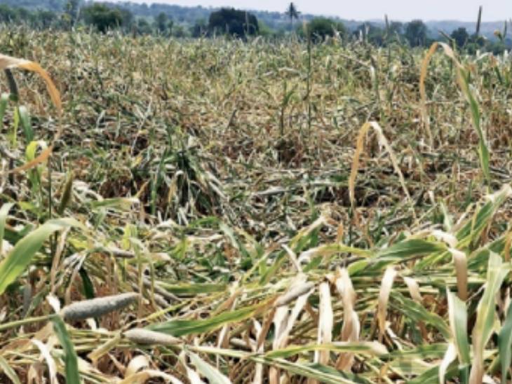 Unseasonal rains hit crops on over 100 hectares, mangoes damaged, one ...