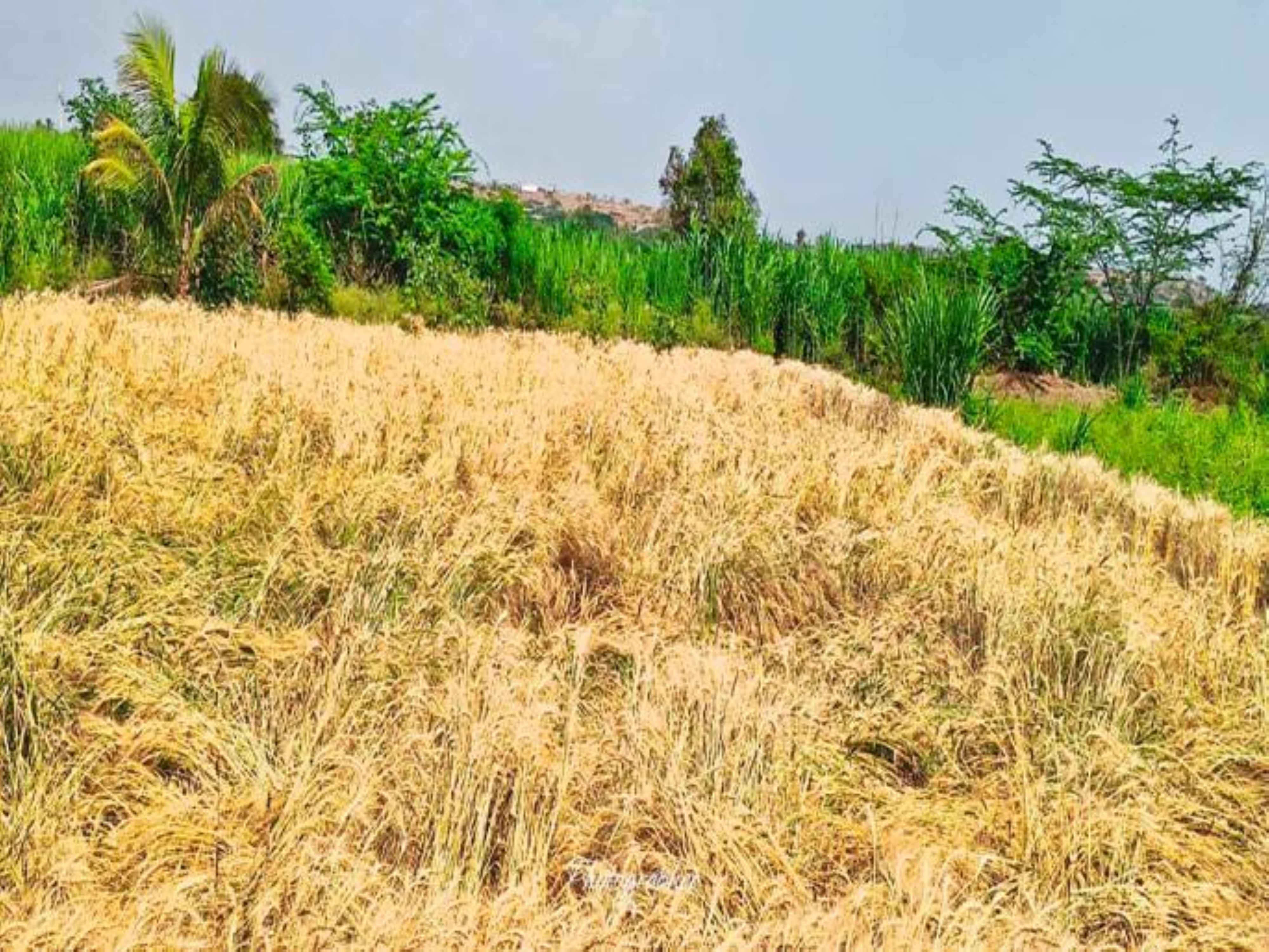 Unseasonal rains wreak havoc for 3 days; Crops on 620 hectares ...