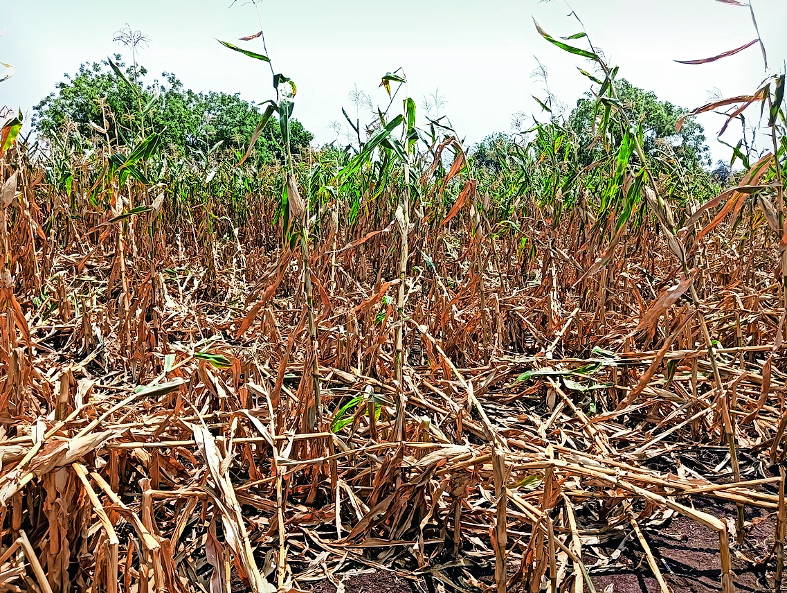 Unseasonal rains cause immense damage to maize and gram crops, farmers ...