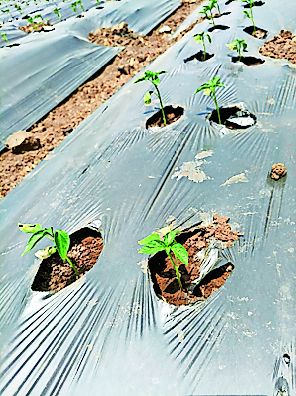 Rising temperatures have caused young chilli seedlings to sprout ...