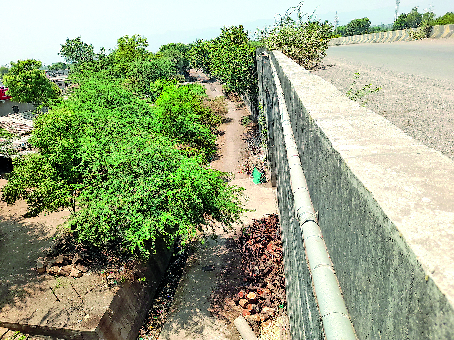 Hatora Line Trees grow on Hatora bridge safety wall; 45 feet high road in danger ...
