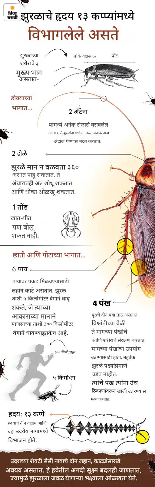 Cockroach Interesting Facts; Origin History Explained | CJP Abhijeet Dipke