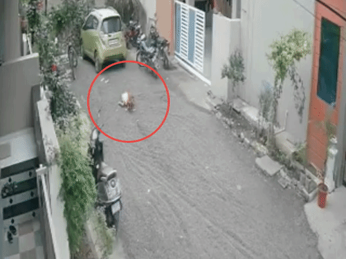 बीडमध्ये कुत्र्यांचा तीन वर्षांच्या चिमुकलीवर हल्ला