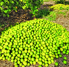 Mangoes are fetching prices of only Rs 15,000 per tonne, prices have ...