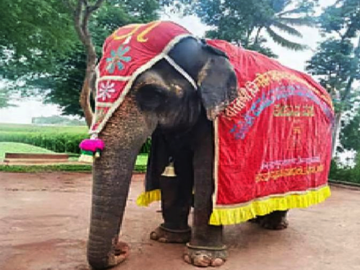 Eliphnol Math Madhuri Elephant Stays in Nandni Math; Supreme Court Fines PETA
