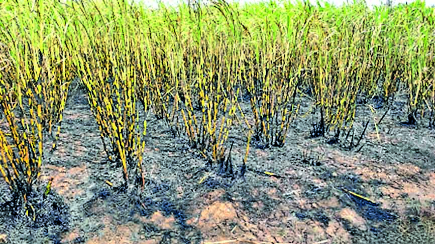Two acres of sugarcane and drip irrigation system burnt due to short ...