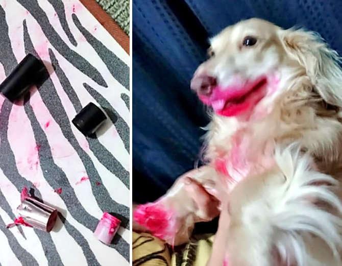 ફની મોમેન્ટઃ ડૉગીએ ખાઇ લીધી લિપસ્ટીક, થયા આવા હાલ Funny Dog Eat