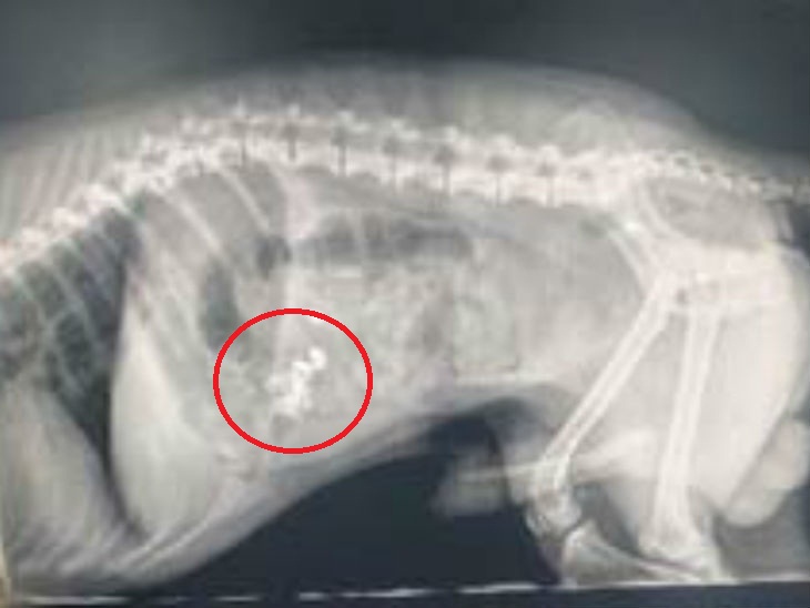 Pet dog swallowed diamond earrings, Xray revealed the truth કૂતરો