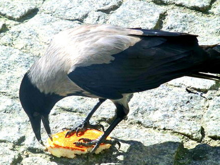 Eating cheeseburgers also increases cholesterol in crows, 5 times more cholesterol was seen in