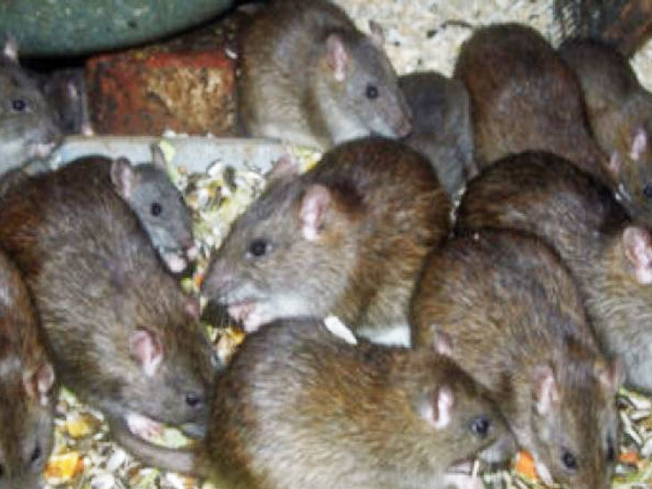 240 crore rats in India, rats eat Rs 40 crores grain | દેશમાં 240 કરોડ ...