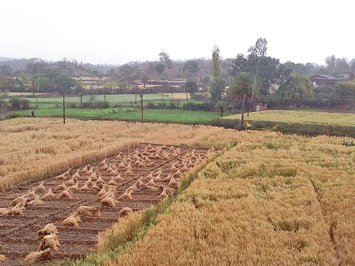 Loss of deficient rain wheat grains with diarrhea in diarrhea પંથકમાં