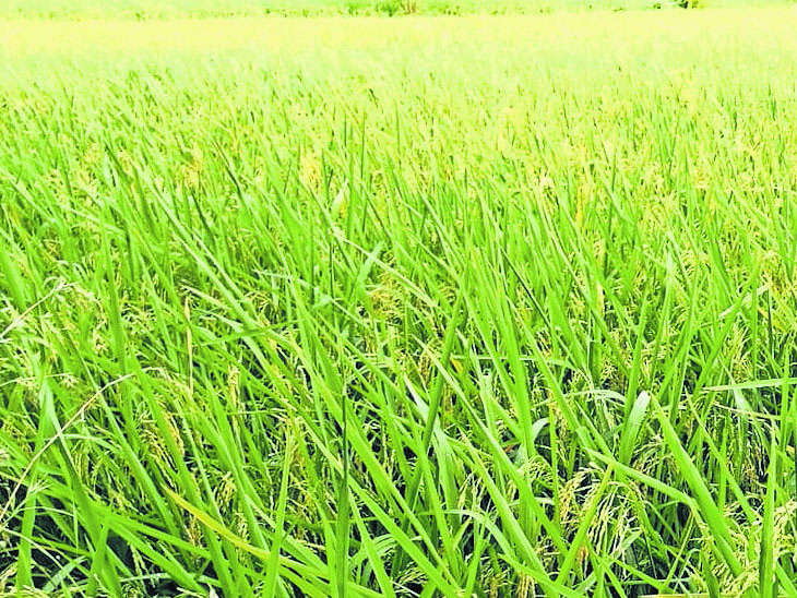 Paddy is ready but no laborers are available for harvesting. | ખેડૂત: ડાંગર  તૈયાર પણ કાપણી માટે મજૂરો મળતા નથી, ઉભો પાક નમી પડતા કેટલાય ખેડૂતોએ આર્થિક  નુકસાન વેઠવાનો ...