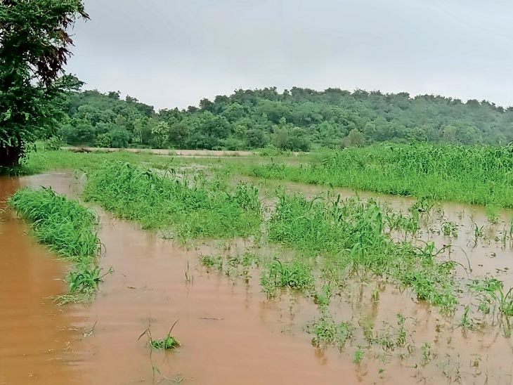 Netrang Water Fall Water from Baladwa dam flooded 50 acres of land, dam overflowed due to ...