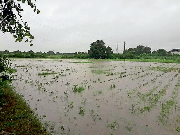 The fields in Jotana were flooded with rain water | ખેડૂતોમાં ચિંતા: જોટાણામાં ખેતરોમાં વરસાદી પાણી ભરાયાં - Mehsana News | Divya Bhaskar