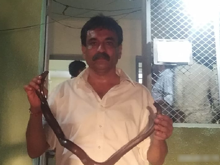 આંધળી ચાકણ સાપ