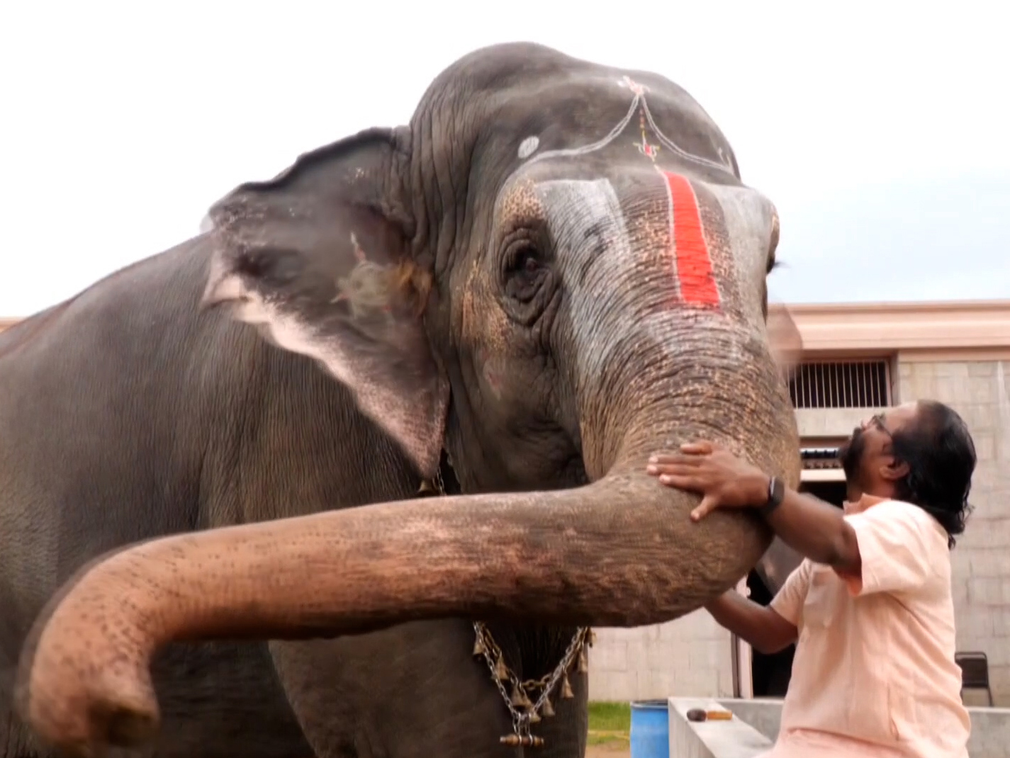 This elephant talks to the mahout, answering questions immediately